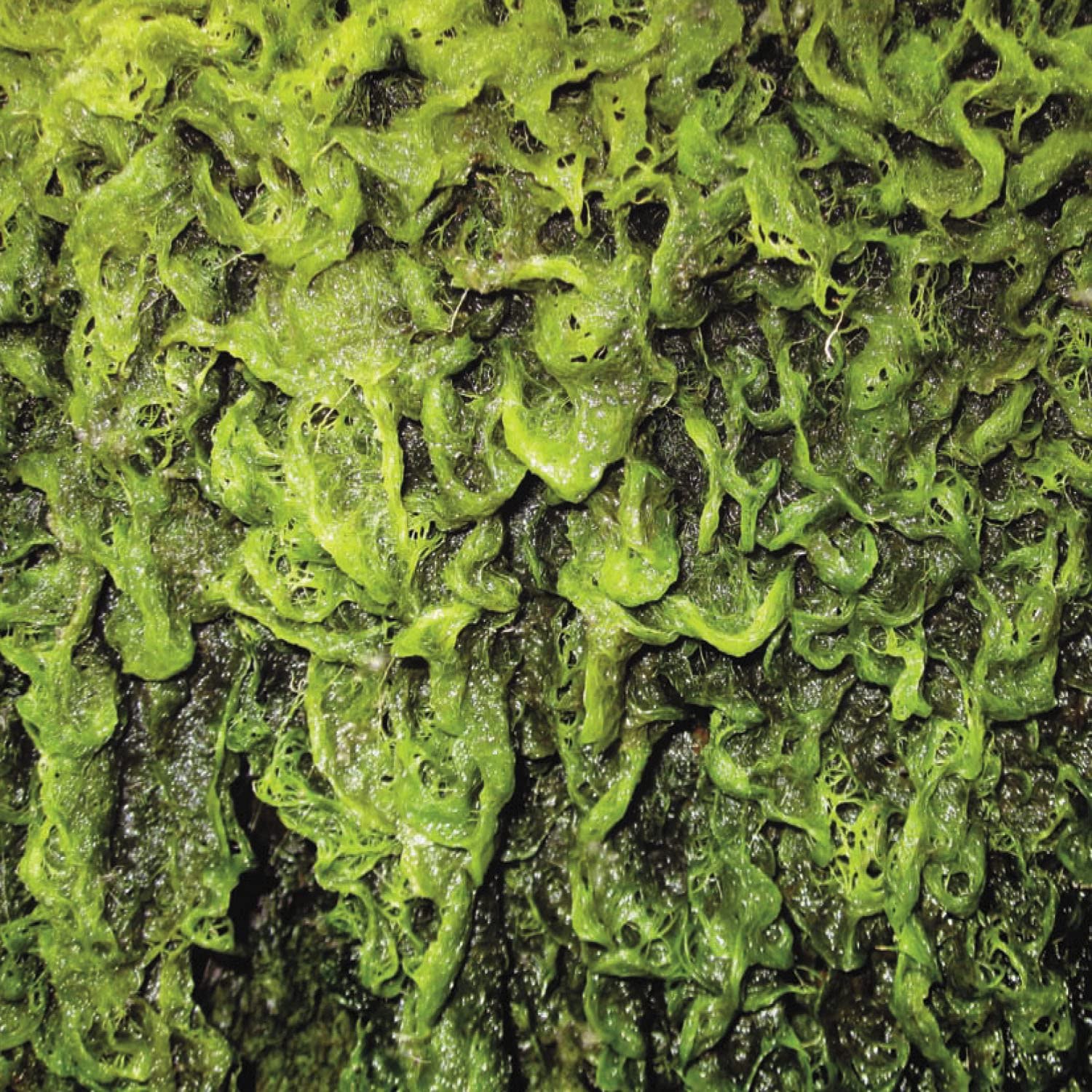 CD ВЫСОКИЕ МЕСТА - ВЫСОКИЕ МЕСТА ПРОТИВ ЧЕЛОВЕЧЕСТВА CTRD027 Япония ObiRock Б/У